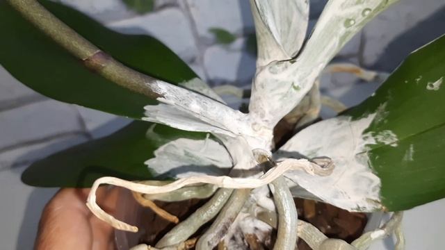 Гнилая шея у орхидеи! Результат лечения Морозной вишни. Очень надеюсь, что удалось спасти! смотреть онлайн