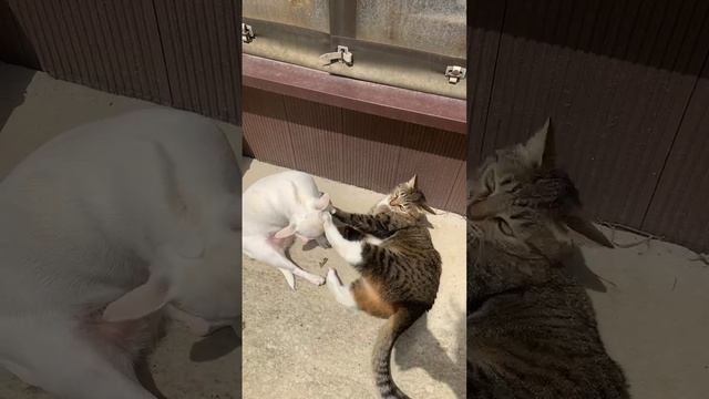 Ляля и кошка.