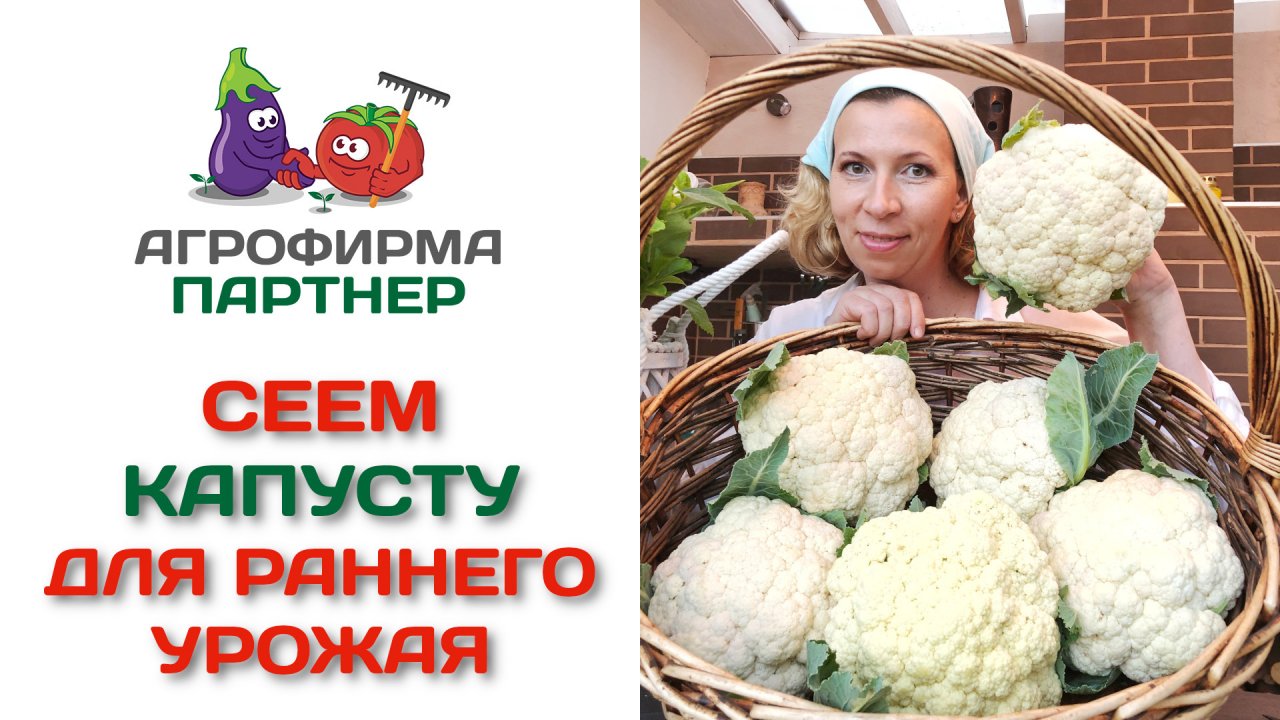 Сеем капусту для раннего урожая