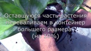 Размножение эхмеи (2 способ)