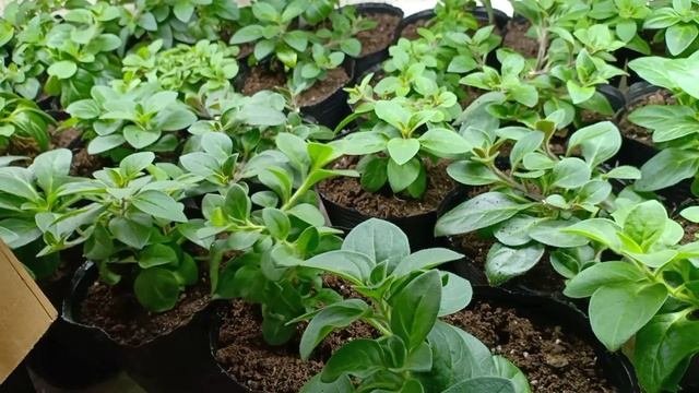 Как выглядит рассада на 03.03.23. Обзор рассады цветов.
