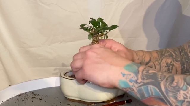 Repotting A Ficus Retusa (Ginseng Ficus) смотреть онлайн