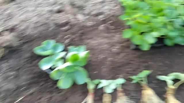 Как правильно сажать клубнику. Как выбрать рассаду .... смотреть онлайн