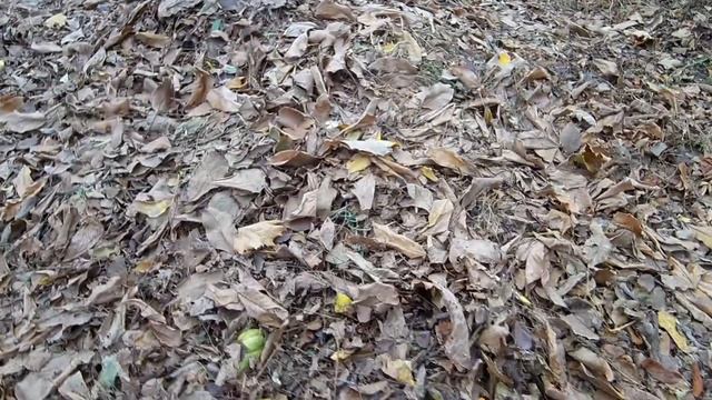 Чё там у нас? / Показываю компостную кучу / Мои пёсики / Что буду снимать зимой смотреть онлайн