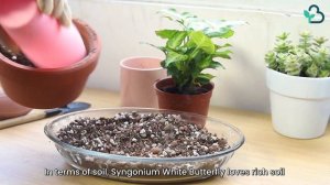 BEST TIPS | HOW TO CARE SYNGONIUM WHITE BUTTERFLY | WHITE BUTTERFLY ARROWHEAD CARE GUIDE