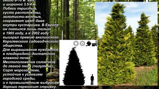 'Stardust' - "Звёздная пыль". Кипарисовик Лавсона. Lawson's Cypress. Chamaecyparis lawsoniana.