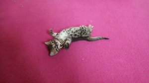 Charcoal or melanistic and snow carrier bengal kittens