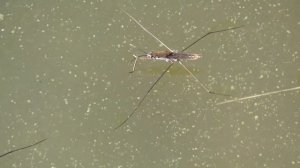 Насекомое,которое ходит по воде.