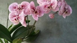 Орхідея АНДОРРА            Phalaenopsis Andorra