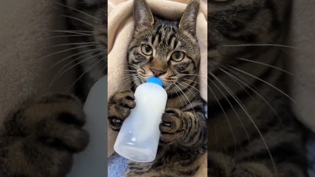 1000002190.mp4 смотреть онлайн