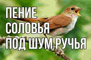 ЗВУКИ ПРИРОДЫ: ПЕНИЕ СОЛОВЬЯ ПОД ШУМ РУЧЬЯ В ЛЕСУ — РЕЛАКС МУЗЫКА ДЛЯ РАССЛАБЛЕНИЯ И МЕДИТАЦИИ