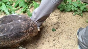 Филин Варя, канюк Гамлет, сова Басик и злой Коршун