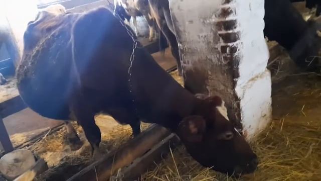 наши маленькие телятки смотреть онлайн