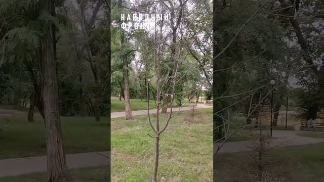 Воронеж_ в благоустроенном сквере Шукшина засохли высаженные деревья.mp4