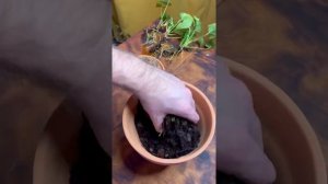 Как переукоренить антуриум! Правила посадки мужского счастья ??