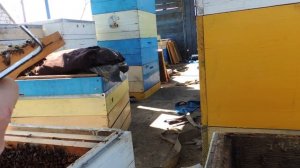 Пчелы на высадку. Как это?