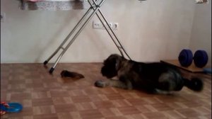 Миттельшнауцер в 3,5 мес