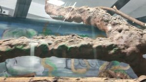 VID_20230528_165757.mp4