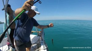 Внимание | Черноморский морской дракон | Анапа | Ядовитая рыба | Black sea dragon