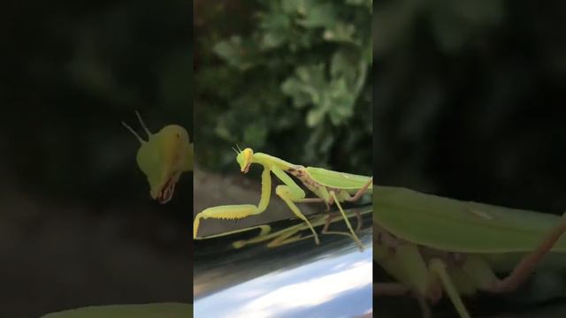 Кунг-фу Панда! СМЕХ БОГОМОЛА ! Ужасный смех