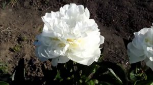 Аргентина белый пион