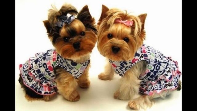 одежда для собак калуга смотреть онлайн