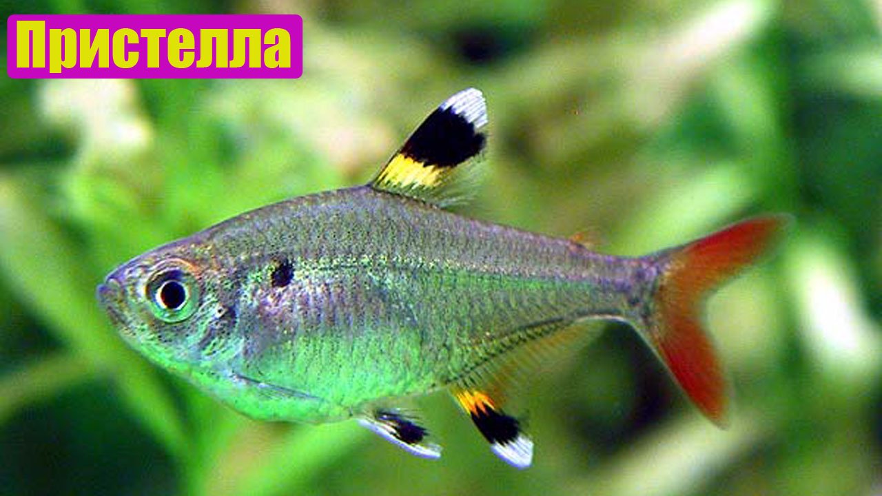 Пристелла - Pristella Maxillaris