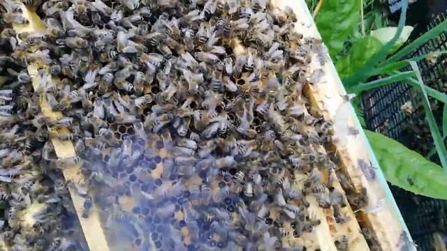 Необычное дело у пчёл  Маточник над решёткой