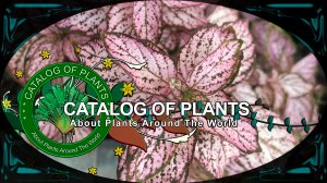 Hypoestes Phyllostachya cv. Pink Splash Select | Ornamental Plants | ?? Panama |