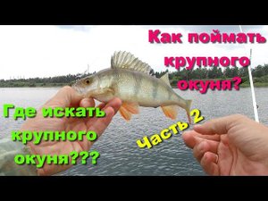 Где искать крупного окуня??? Как поймать крупного окуня?