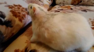 Свистящее дыхание у крысы