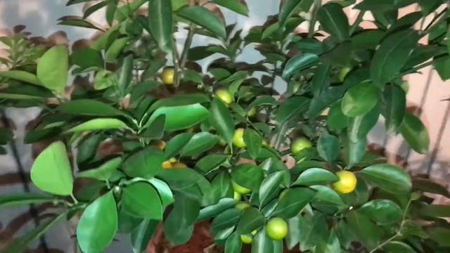 Calamondin Tree loaded with Fruits ( Fall Update ) смотреть онлайн