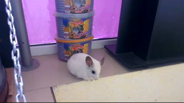 Шиншилла зоомагазин Ессентуки смотреть онлайн