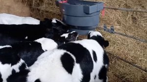 Про диарею у телят.