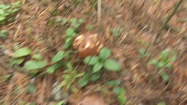 По ГРИБЫ по СОСНОВОМУ ЛЕСУ! Пришли за зеленушками а нашли БЕЛЫЕ ГРИБЫ! смотреть онлайн