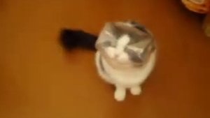 Необъяснимо, но факт