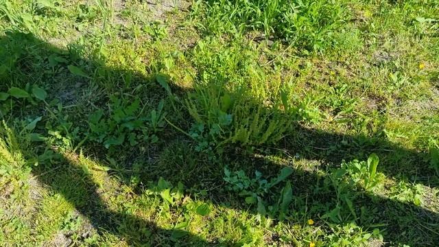 Как на лето избавиться от сорняка / Мёртвая земля / Как удалить траву с участка?!