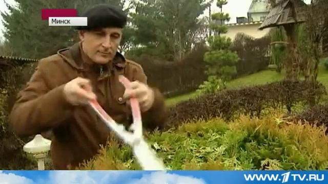 Топиарная стрижка в саду у Константина Шишко смотреть онлайн