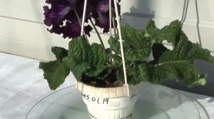 Стрептокарпус DS-Омут