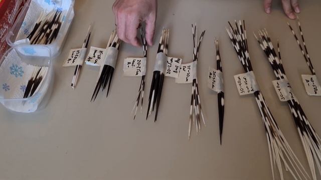 Иглы дикобраза