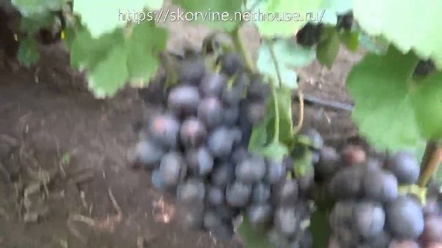 Сорта винограда 2018. Заря Несветая удивила в этом сезоне смотреть онлайн