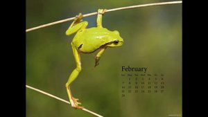 Квака- Задавака  ~  Нам Море по Колено