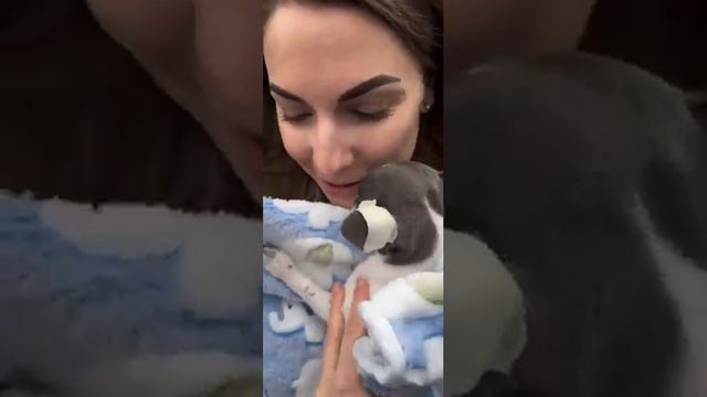 первая встреча Розмарина и его семьи выпускник питомника чихуахуа Кастропуло Крым г.Москва смотреть онлайн