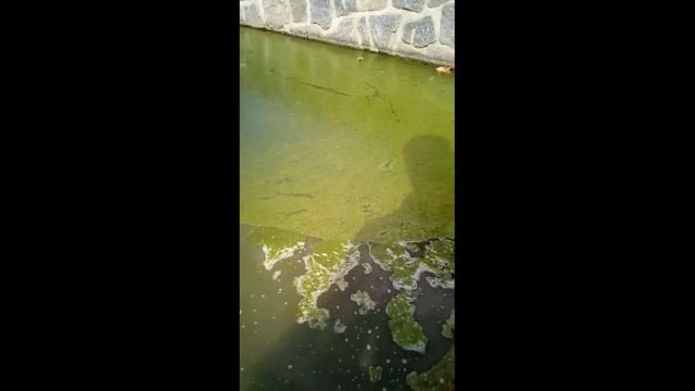 Коллайдер Биологических Процессов ekostroy su смотреть онлайн