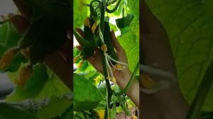 Огурец Спринтер F1