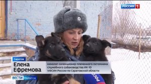 Саратовским журналистам рассказали о подготовке служебных собак
