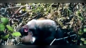 Крыса против ласки. Rat vs weasel. Крыса в деле