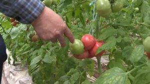 Томат "Pink Smile" от "САКАТА" (12-03-2018)