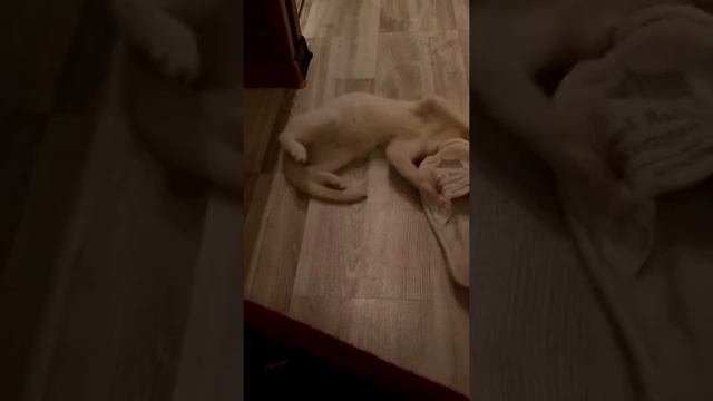 Као мани тайланд смотреть онлайн