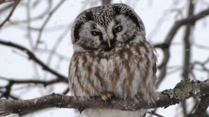 Boreal Owl Song! Boreal Owl Call! Boreal Owl Voice! - Lechuza Boreal Canto - Aegolius Funereus